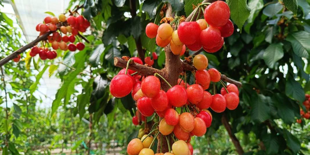 Jeotermal serada ilk kiraz hasadı yapıldı: Olumlu sonuç mahsulleri iç piyasada satılacak 3